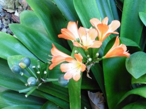 It's a Crinum x Powellii (Baker)           